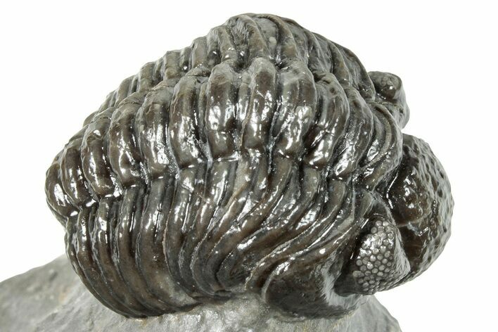 Phacopid (Adrisiops) Trilobite - Jbel Oudriss, Morocco #251656